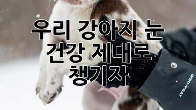 우리 강아지 눈 건강, 제대로 챙기자!